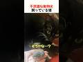 不思議な動物を飼っている猫#猫 #動物