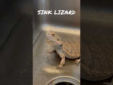 SINK LIZARD  #beardeddragon #beardie #reptiles #lizard #dragon #pets #family #dadlife #shorts