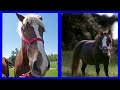 ¿Cuál es el caballo más grande y más pequeño que jamás haya existido?