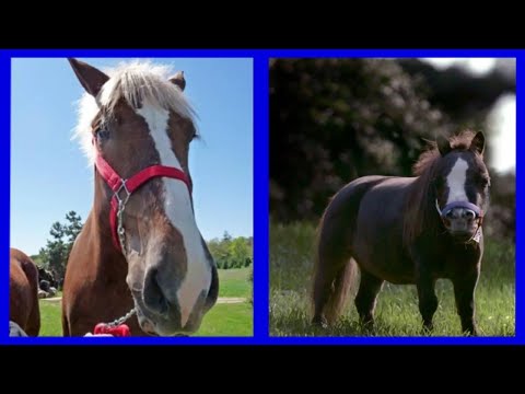 ¿Cuál es el caballo más grande y más pequeño que jamás haya existido?