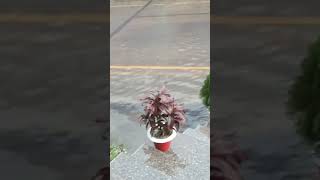 lovesong love  viral funny