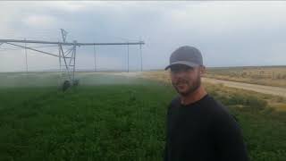 5 Commercial ALFALFA Growers Sharing AMAZING Results After ONE Application | ArableONE