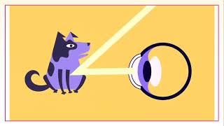 Chapter 6 The Visual System