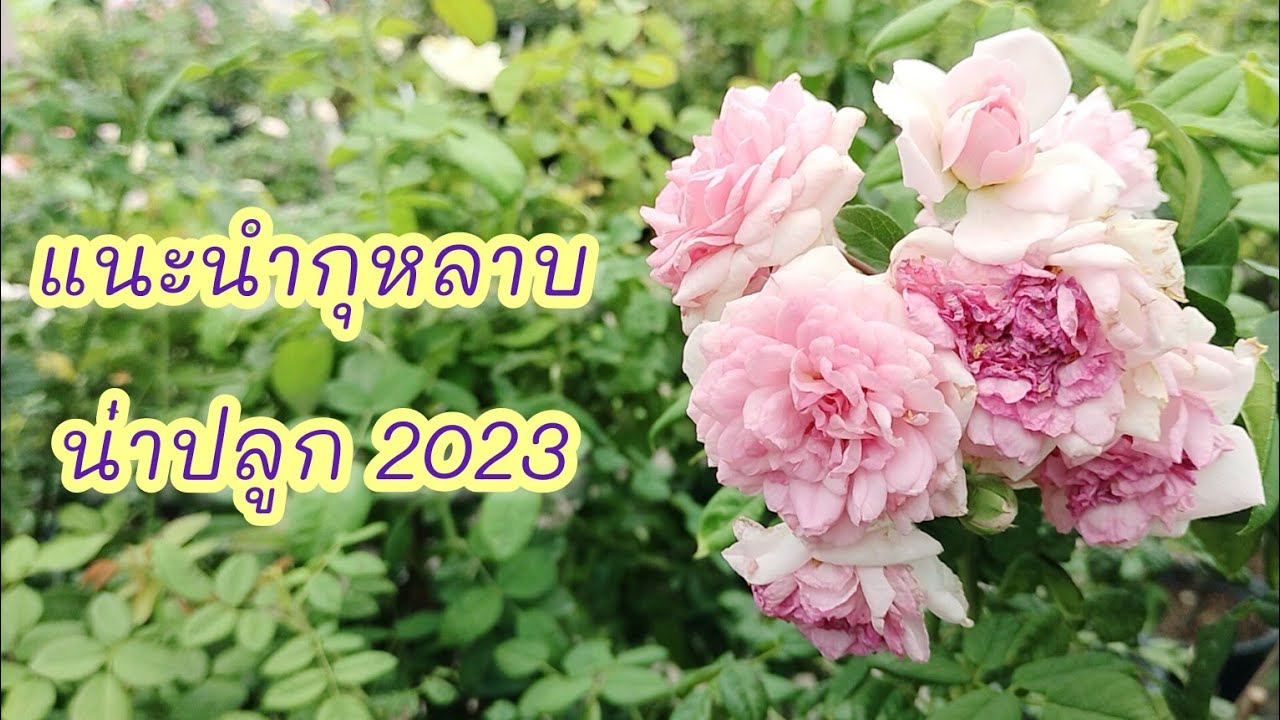 224 ชมกุหลาบสวยๆน่าซื้อ ปี 2023 | @GardenCornerby1
