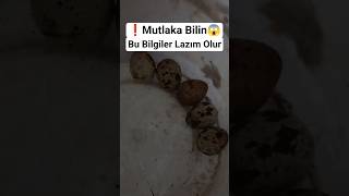 Detay Yorumlarda❗#viralsorts#kesfet#keşfet#pratikbilgi#öneri#tlyumurta#bıldırcın#bıldırcınyumurtası