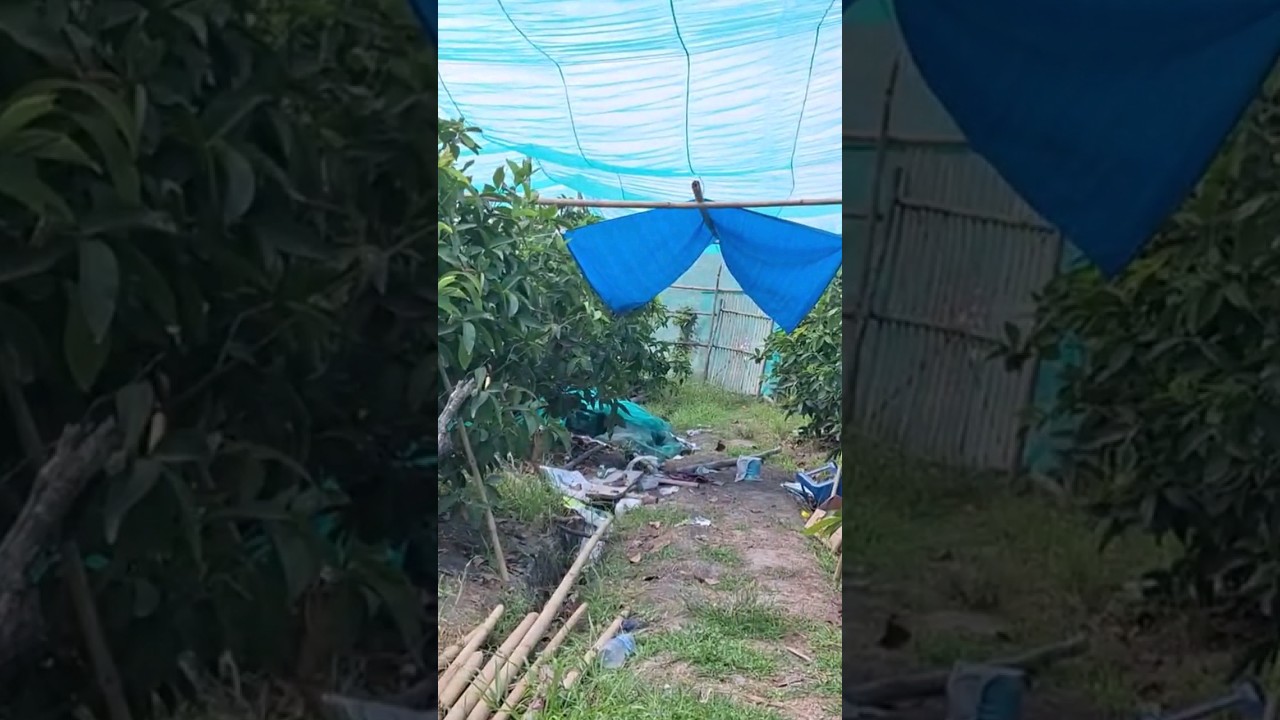 buat iyop" atau gubug di kebun jambu 