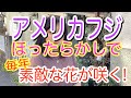 2026/5/8 藤の花が美しい季節ですが、日本のフジは大きくなるので、家庭ではなかなか難しいですよね。でも、このフジならコンパクトで、ちょっとしたスペースでも咲かせることができます。しかも超簡単！