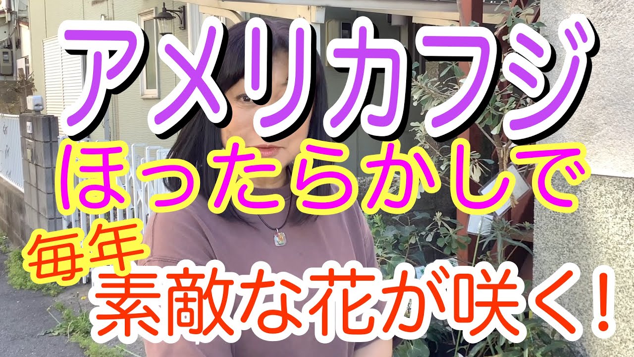 2026/5/8 藤の花が美しい季節ですが、日本のフジは大きくなるので、家庭ではなかなか難しいですよね。でも、このフジならコンパクトで、ちょっとしたスペースでも咲かせることができます。しかも超簡単！