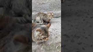 💓 two cats sitting side by side. #cat #twocats #sidebyside #cutecat #catvideo