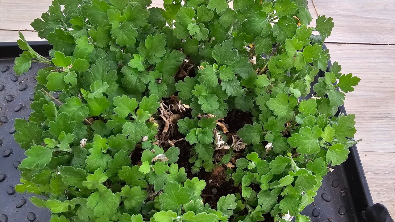 Весеннее черенкование хризантемы . 27.02.25