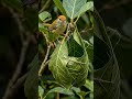 Tailorbird Perfectly Stitches Leaf Nests #nature #skills #wildlife
