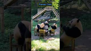 The Best Panda Moments Pt. 2