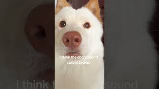 I think the dog's sound card is broken