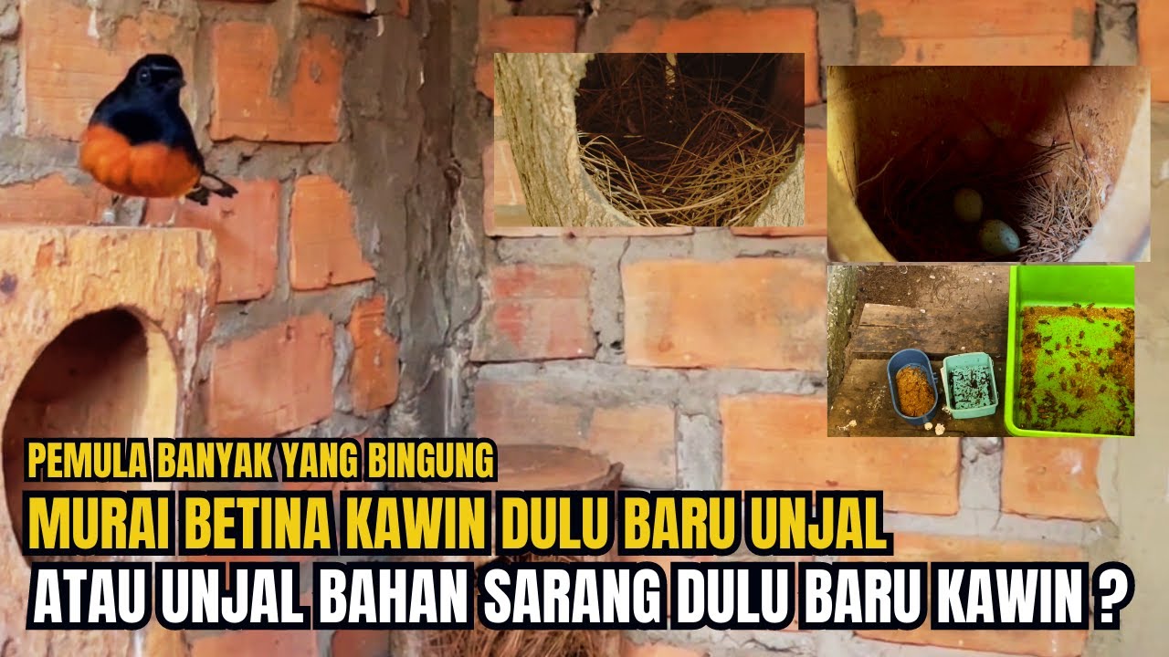 PEMULA BANYAK YANG BINGUNG -- MURAI BETINA UNJAL DULU KAWIN ATAU KAWIN DULU BARU UNJAL SARANG