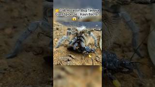 👉“Jab Assassin Bug Takraya Giant Spider se… Kaun Bacha? 😱🕷️” //#shorts ll#spider