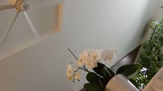 ｛シーリングファンceiling fan｝　当家長野別宅居間　DSCN2304