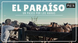 Un paseo por los haras. El Paraíso