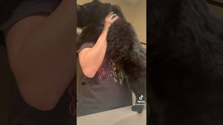 I start my mornings with Jinx and caffeine. #cat #catvideos #coffee #grwm #cute #shorts #tiktok