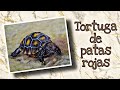 Cómo pintar a una TORTUGA de patas rojas | técnica mixta | lápices de colores y acuarela.🐢