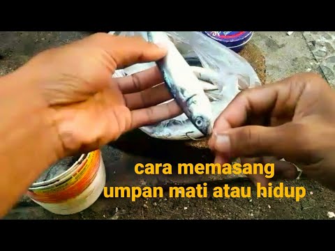 Cara memasang umpan mati atau hidup untuk mancing ikan besar