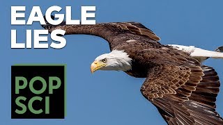 The Truth About Bald Eagles