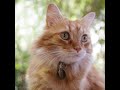 Cymric - Cat Breed - Pet Friend の動画、YouTube動画。