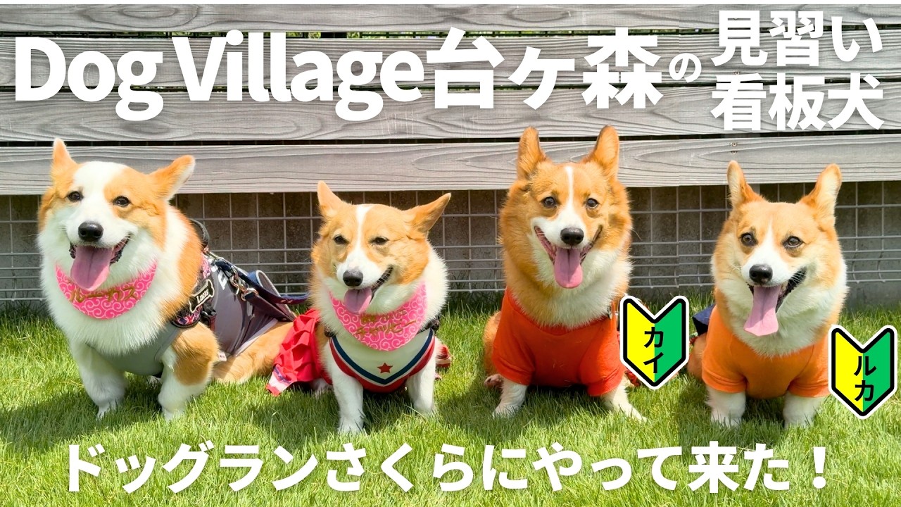 Corgi Day】Inspecting Sakura Dog Run!? A trainee mascot dog came