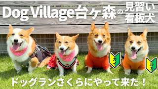 【Corgi Day】Inspecting Sakura Dog Run!? A trainee mascot dog came all the way from Miyagi to visit!