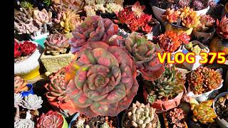 Succulent Winter GARDEN UPDATE | VLOG #375 - Growing Succulents with LizK Succulent Winter GARDEN UPDATE | VLOG #375 - Growing Succulents with LizK