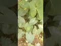 Ninaye yesu mimi, ndiye mtetezi wangu