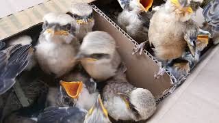 Anak Burung Cendet Banyuwangi Bos Ison