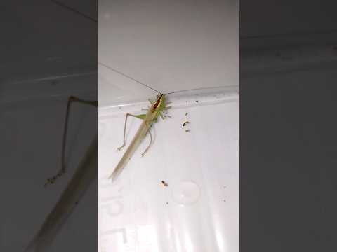 Настоящий кузнечик охотится. #трушорты #кузнечик #katydid #insects #насекомые #shorts