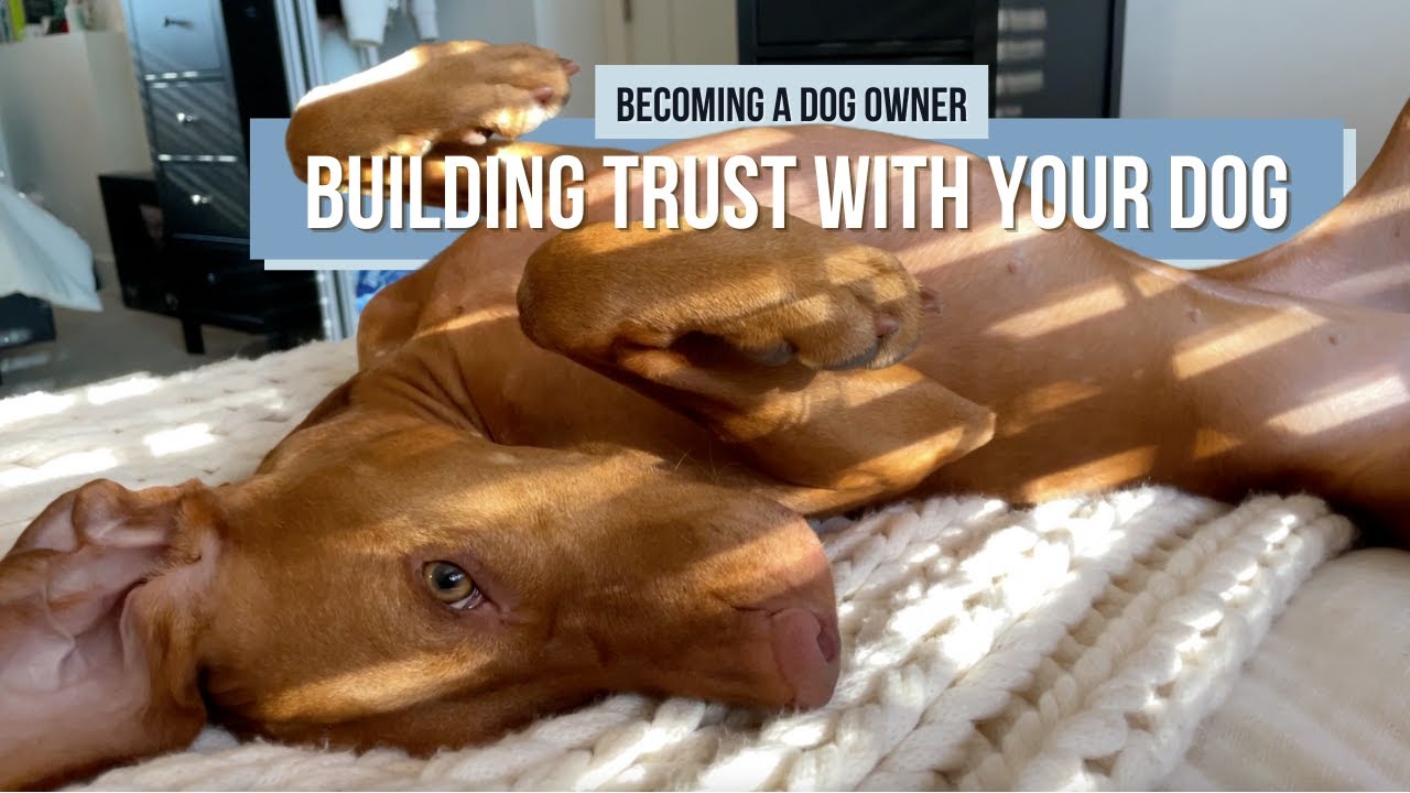 How to Build Trust with Your Dog and Strengthen Your Bond - YouTube