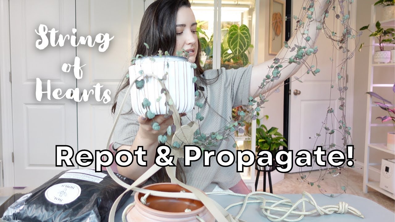 Repot and Propagate my Long SOH Plant! | Butterfly Method & Soil Propagation | Ceropegia Woodii