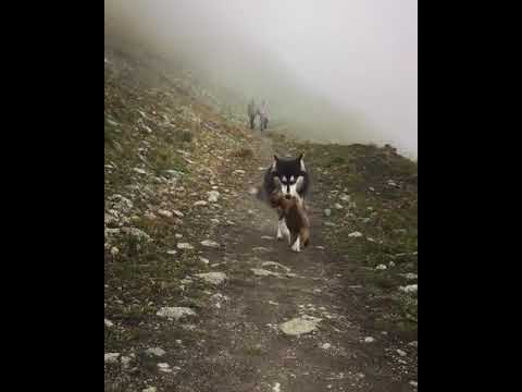 Wideo: Cechy polowania na husky