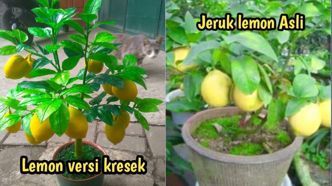 Bonsai pohon jeruk lemon dari plastik kresek