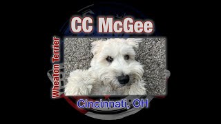 CC McGee's 15 Day Transformation | Wheaton Terrier | Cincinnati OH | #dogtraining
