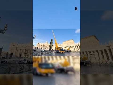 Video Innalzato l'albero di Natale in piazza San Pietro in Vaticano