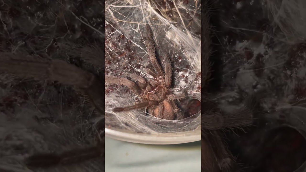 Phlogius Sp Kuranda Tarantula a bit shy 🕷️ 🕸️ # 