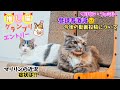 お知らせと 今後について 推し猫グランプリ・マリリンの近況・動画投稿について