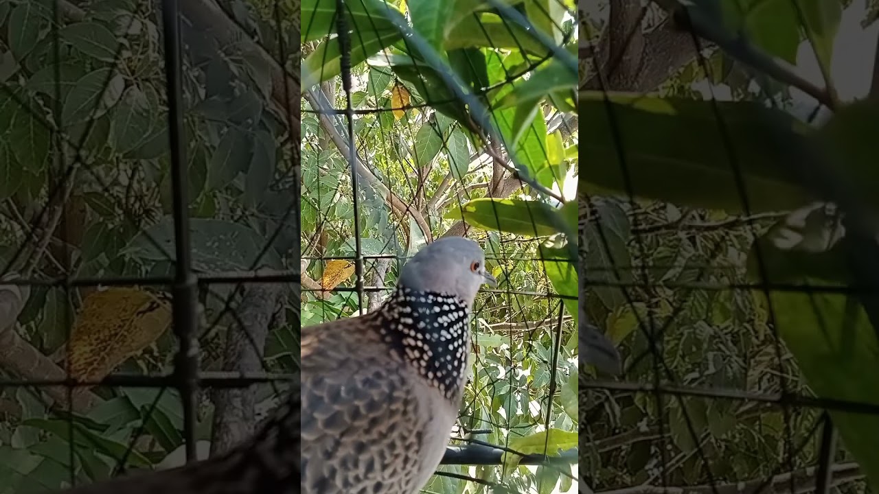 ลองมาฟังเสียงนกป่าตัวนี้ดูคับ #คารม@เซียนฮ้างChanel 