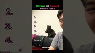 Ranking The Funniest Cat Moments! 😹 Top 7 Epic Kitty Fails! 🏆 #catfails #funnycats #shorts