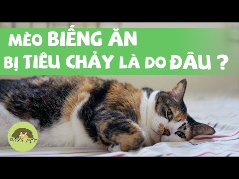 Video: Chế độ ăn GI Giúp Mèo Bị Tiêu Chảy Mãn Tính