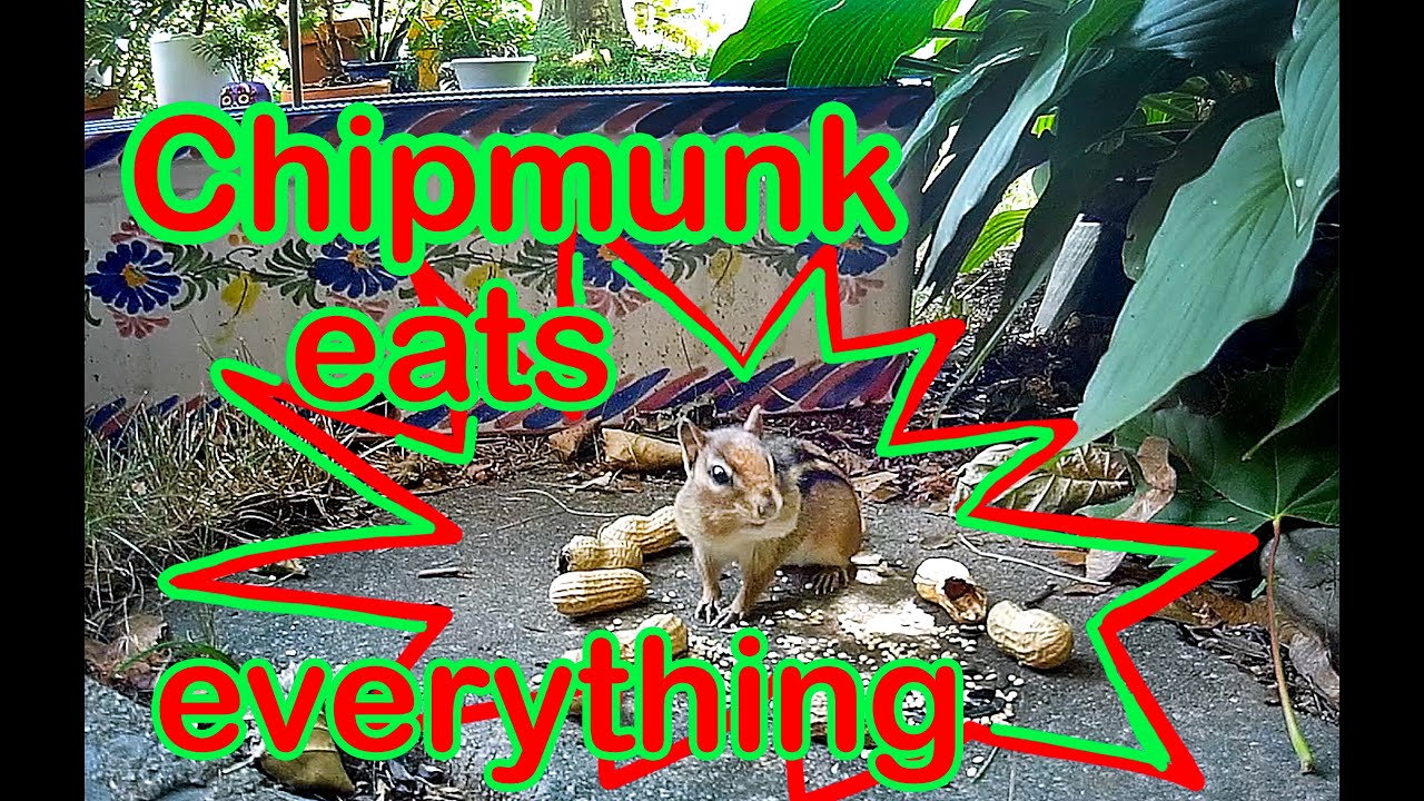 Chipmunk Pigs out on Peanuts Caught on Trail Camera YouTube