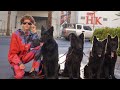 Dog Daddy walks 5 Off Leash dogs.Hollywood Blvd!