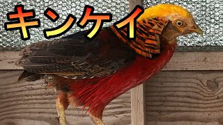 ペットの鳥たちにおやつをひたすら与え続ける キンケイ ギンケイ イワシャコ クジャク Youtube