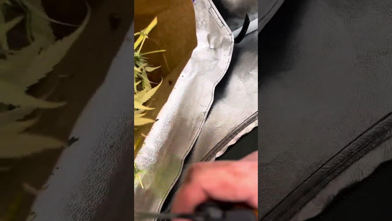 Harvest day Pound Town Autoflower Day 92! Also harvesting some Feminized Autoflower seeds.(Part 1)