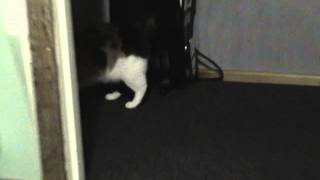 Peanut Stomping On Toy Mouse 1