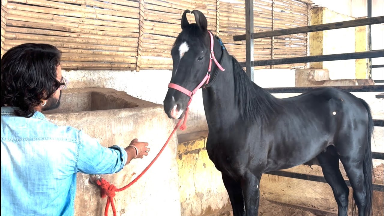 Marwari Ghode Ki Dekhbhal | Grooming Tips Aur Jukhaam Se Bachav | #horse #equestrian #marwarihorse
