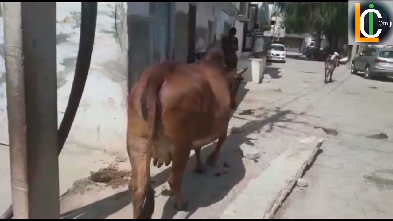 Sahiwal For sale Only 35000-Price Call and Whatsapp Massage kare 🙏-9571401539